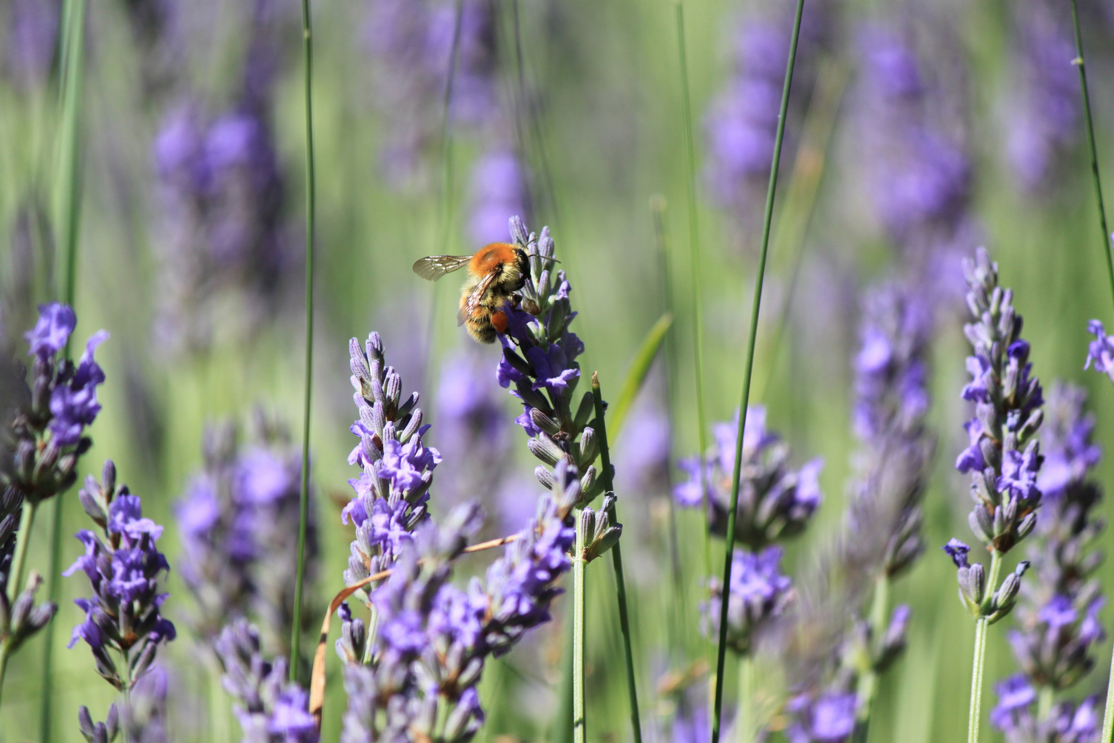 Hummel im Lavendel - 2011 Provence