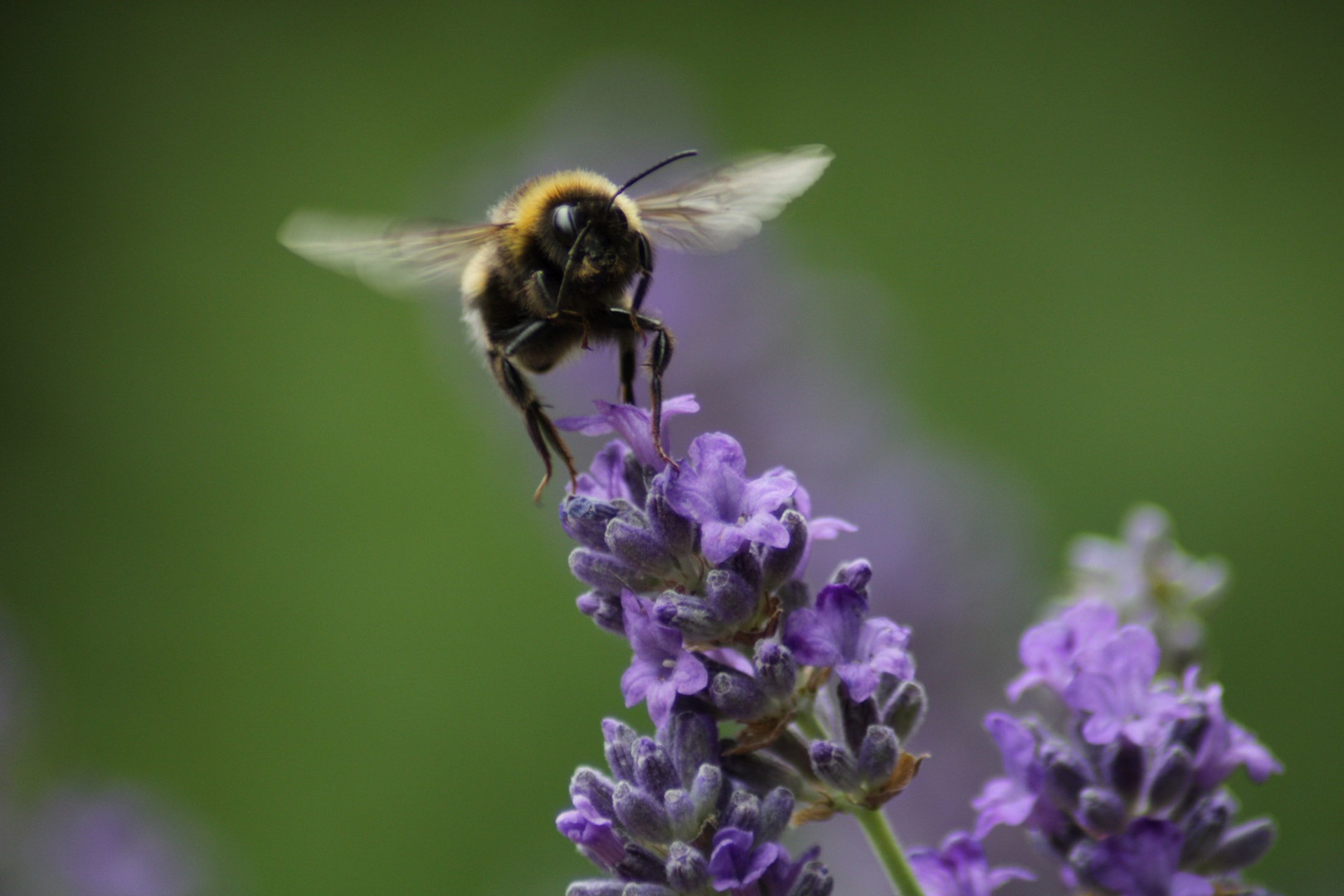 Hummel im Lavendel 