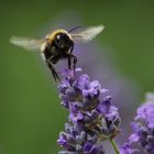 Hummel im Lavendel 