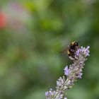 Hummel im Lavendel