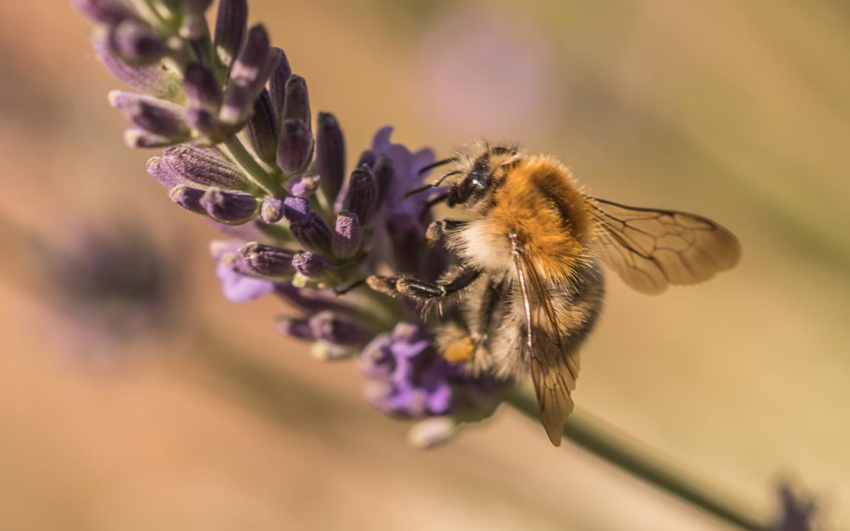 Hummel im Lavendel