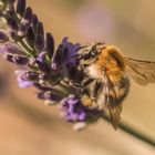 Hummel im Lavendel