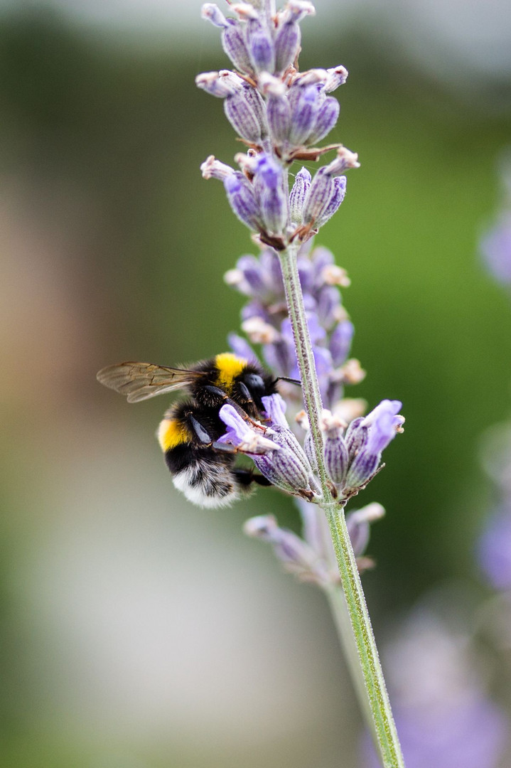 Hummel im Lavendel