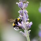 Hummel im Lavendel