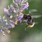 Hummel im Lavendel