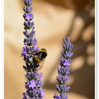 Hummel im Lavendel