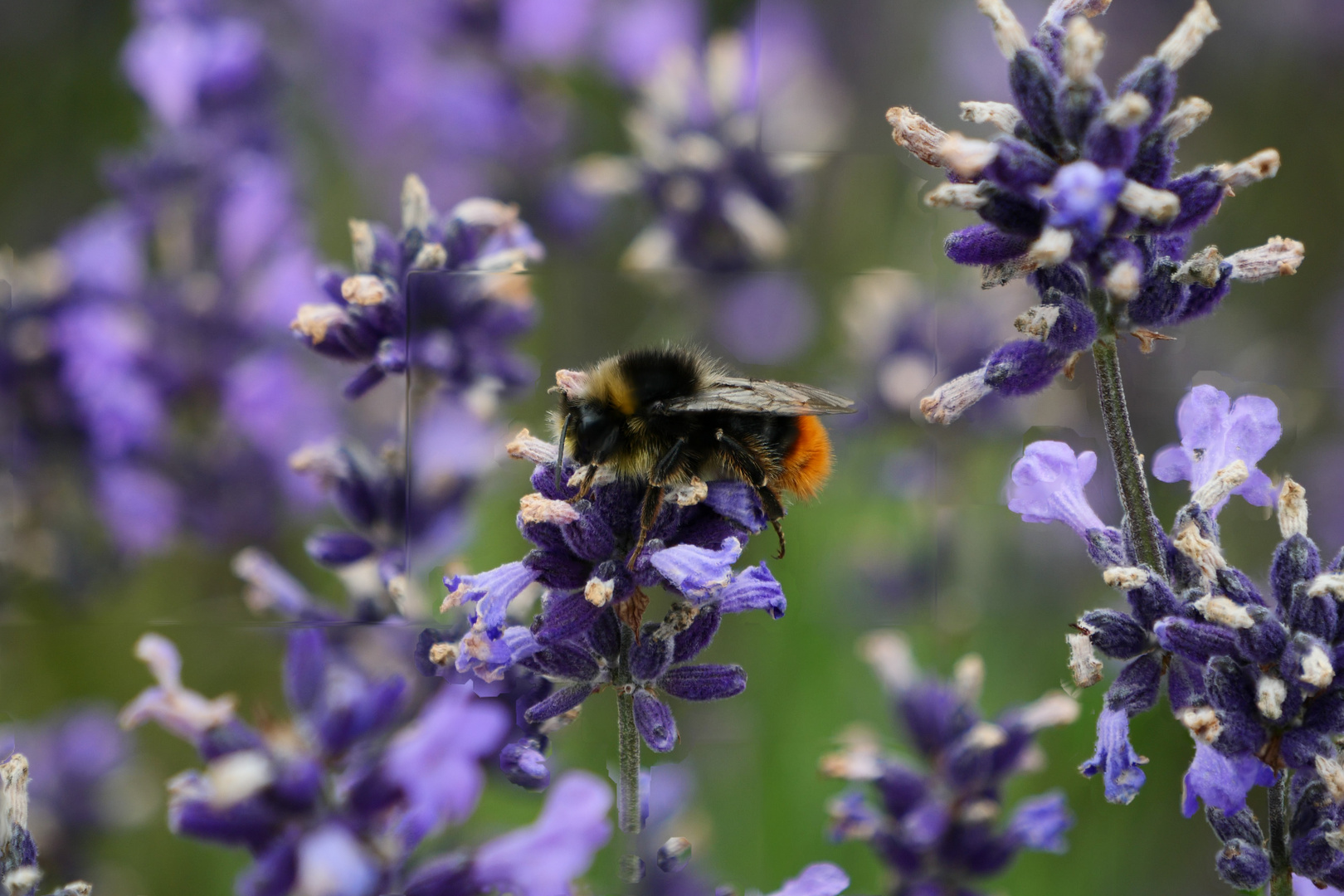 Hummel im Lavendel