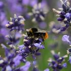 Hummel im Lavendel