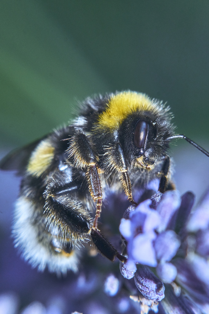 Hummel im Lavendel