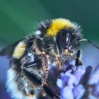 Hummel im Lavendel