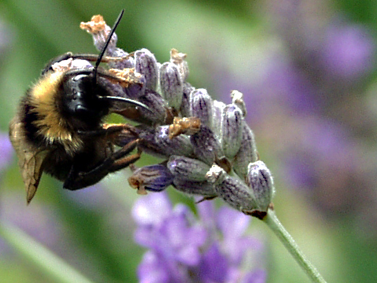 Hummel im Lavendel