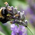 Hummel im Lavendel