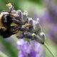 Hummel im Lavendel