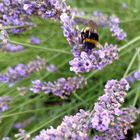 Hummel im Lavendel 