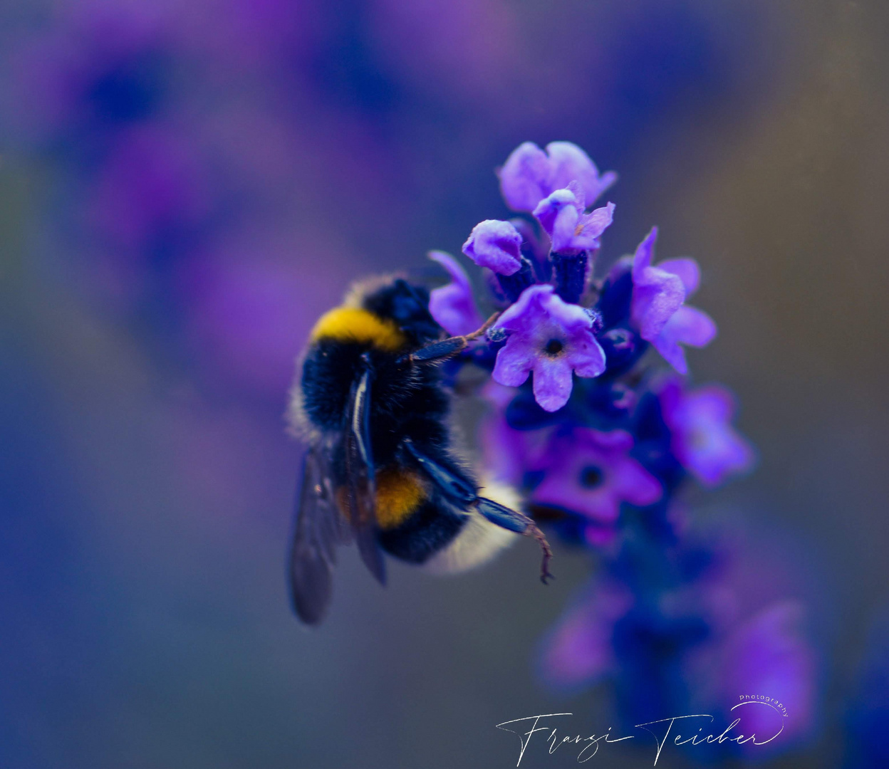 Hummel im Lavendel 