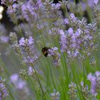 Hummel im Lavendel