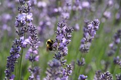 Hummel im Lavendel