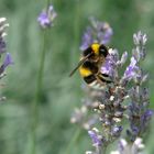 Hummel im Lavendel