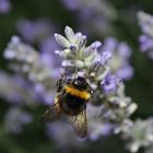 Hummel im Lavendel