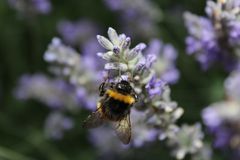 Hummel im Lavendel