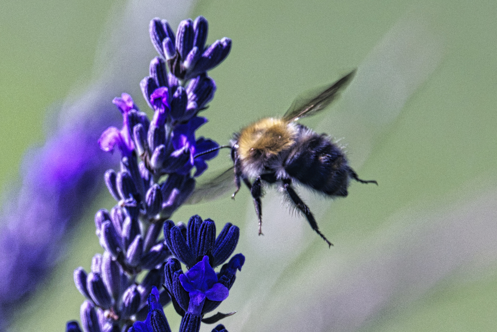 Hummel im Lavendel Anflug