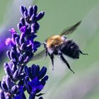 Hummel im Lavendel Anflug