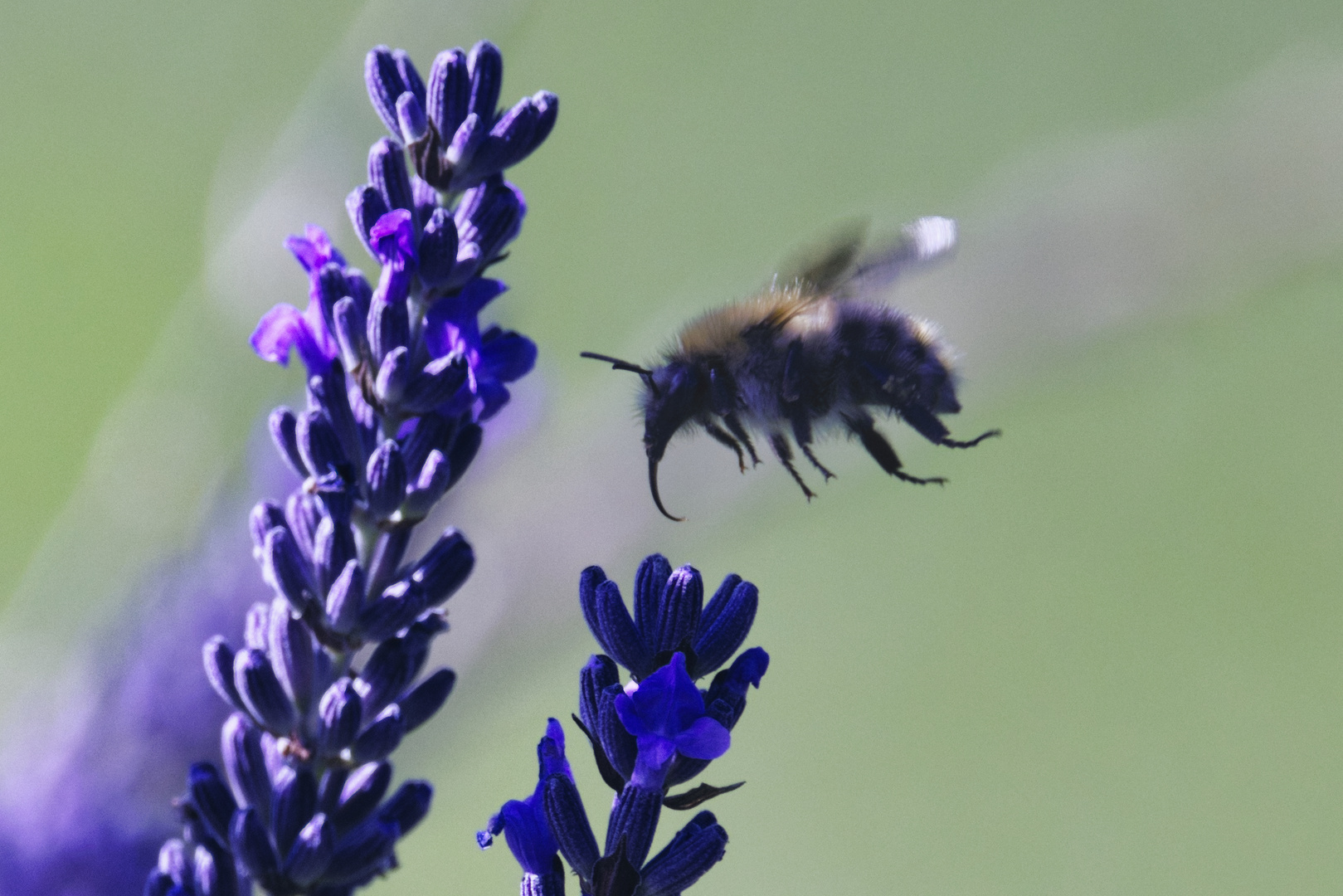 Hummel im Lavendel Anflug