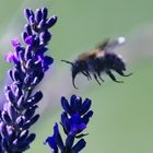 Hummel im Lavendel Anflug