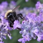 Hummel im Lavendel