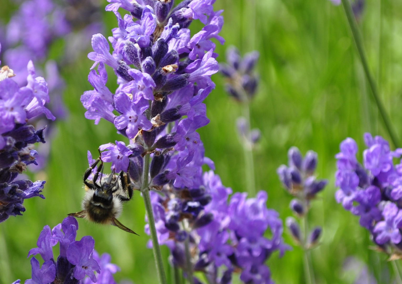 Hummel im Lavendel