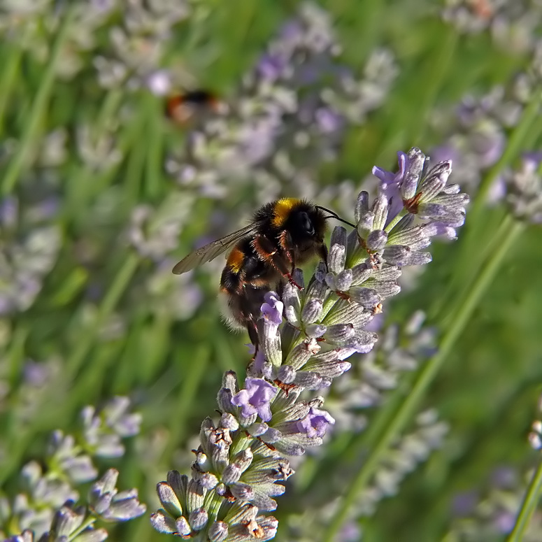 Hummel im Lavendel-Wald (:o)