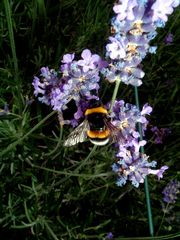 Hummel im Lawendel