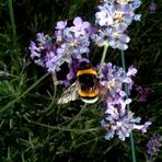 Hummel im Lawendel