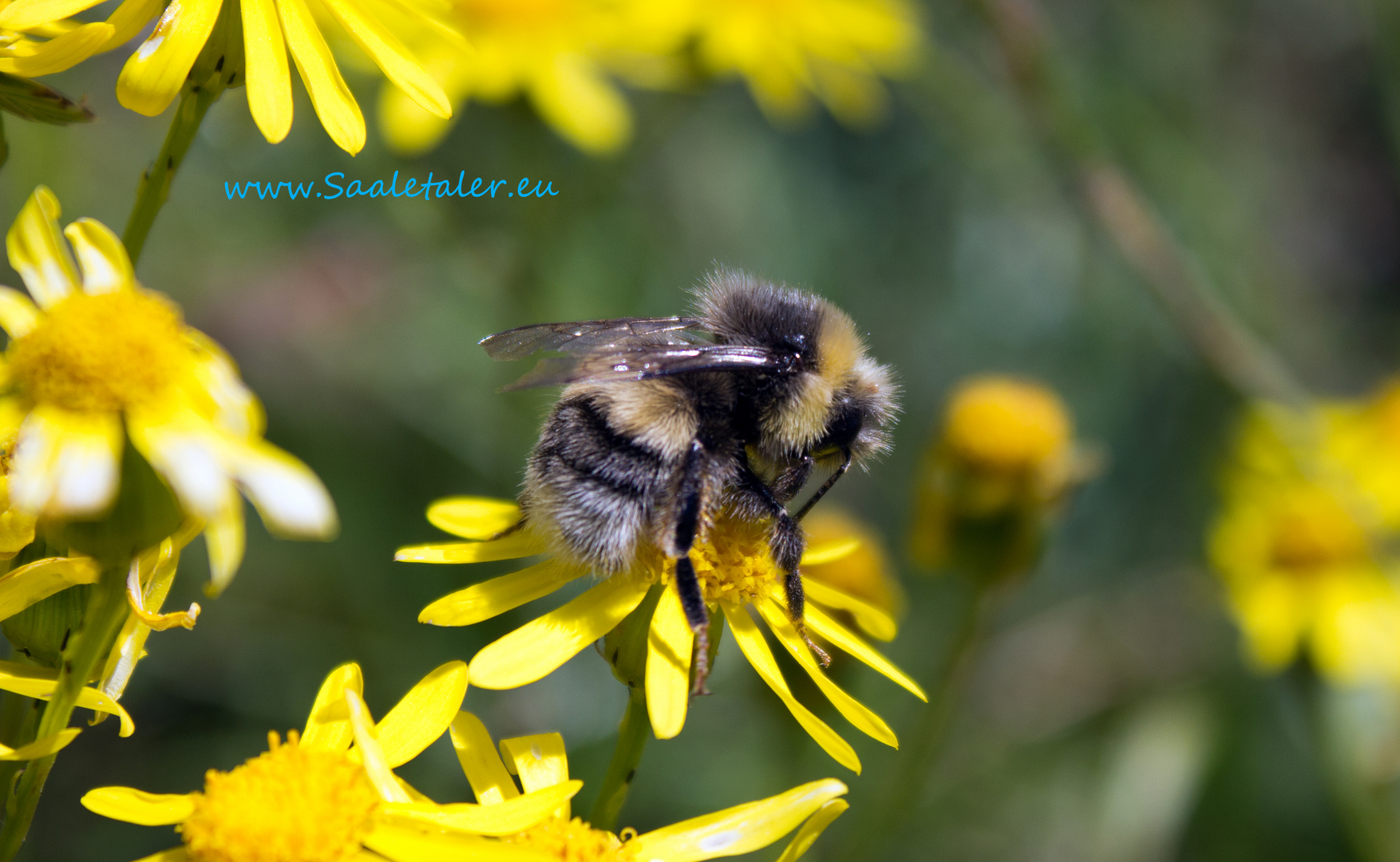 Hummel im Ledrotal