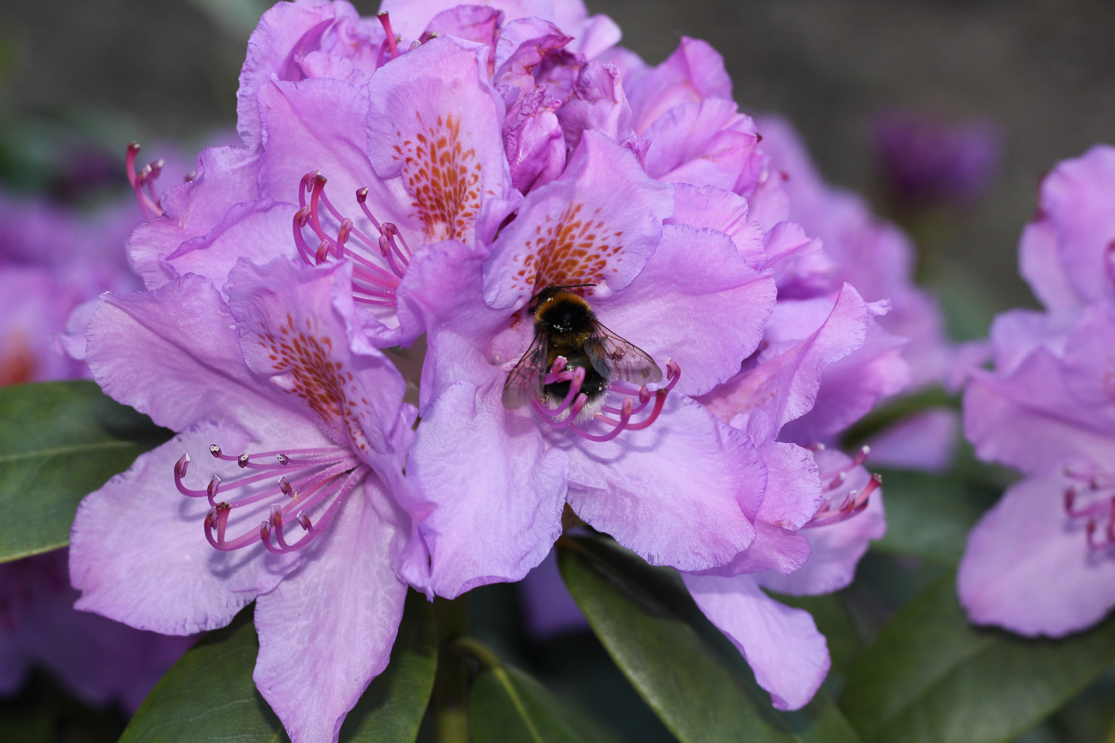 Hummel im lila Rhodedendronmeer