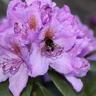 Hummel im lila Rhodedendronmeer