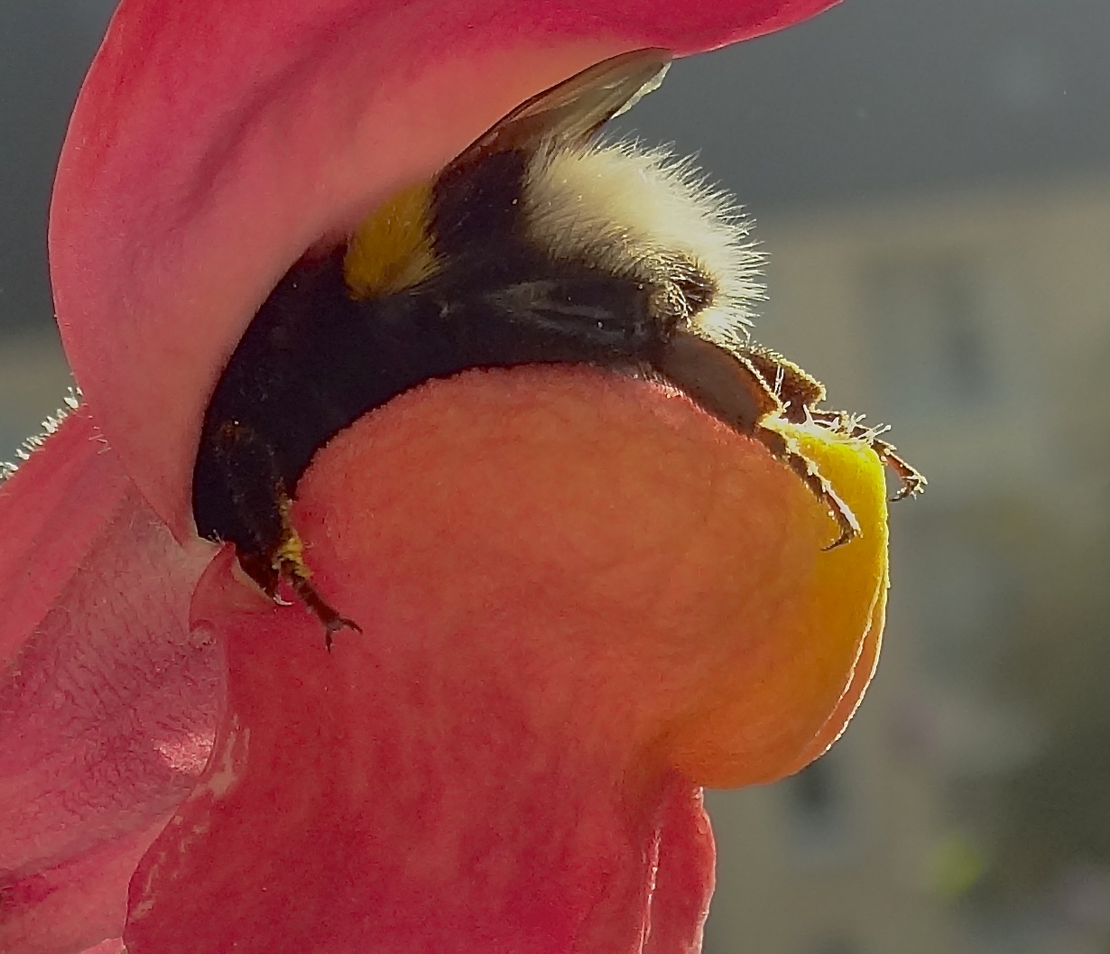 Hummel im Löwenmäulchen