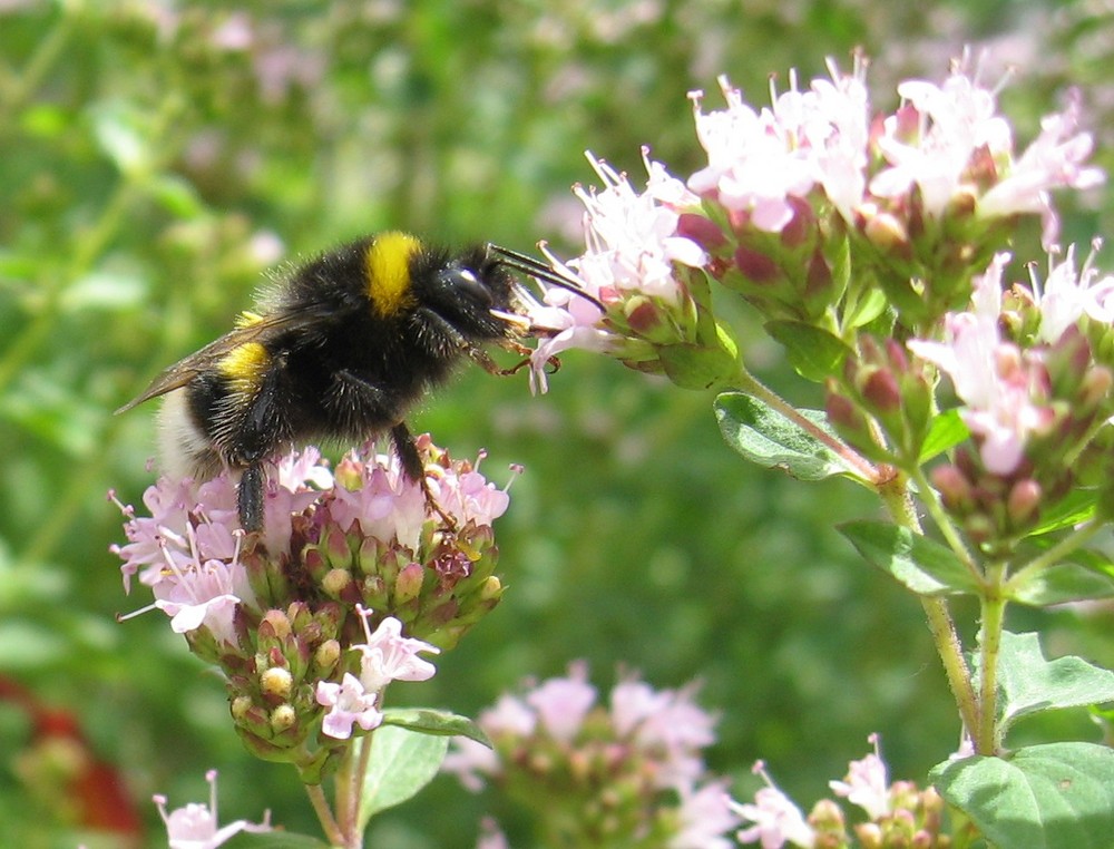 Hummel im Majoran