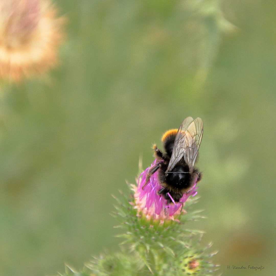 Hummel im Mediapark