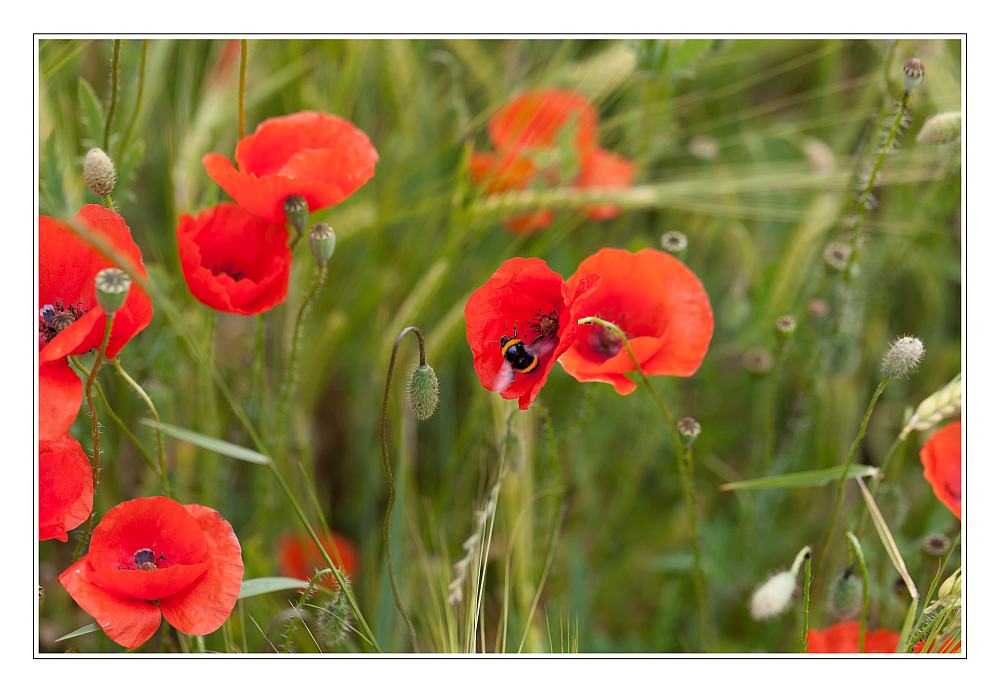 Hummel im Mohn 1