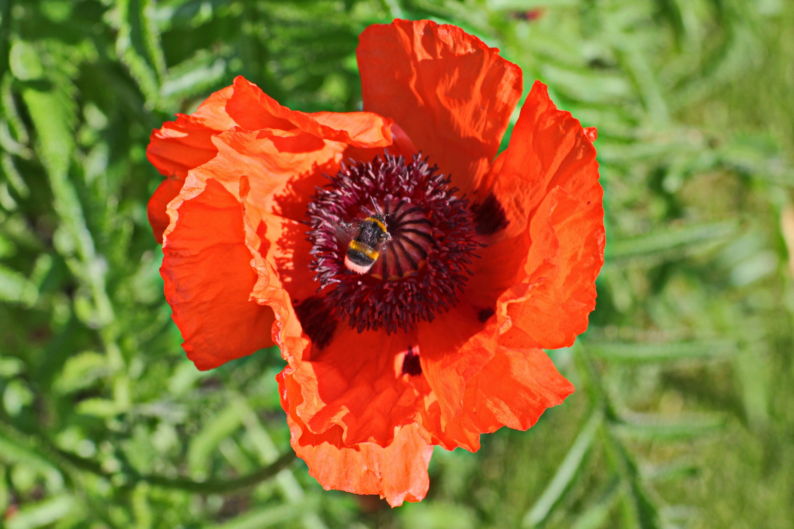 Hummel im Mohn