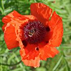 Hummel im Mohn