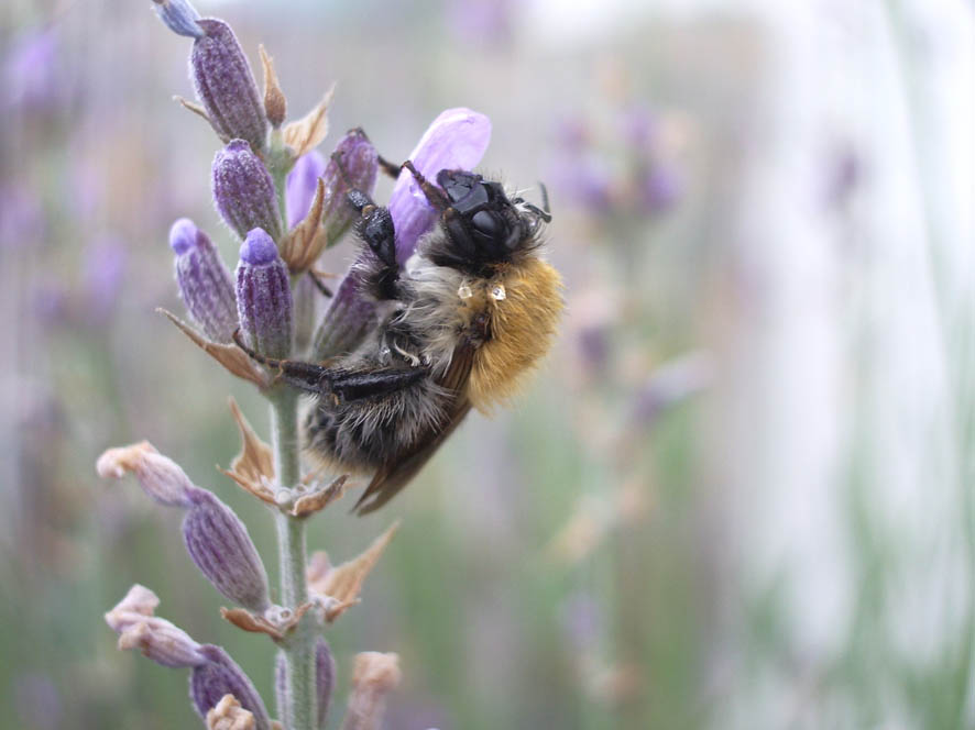 Hummel im Morgenschlaf