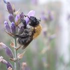 Hummel im Morgenschlaf