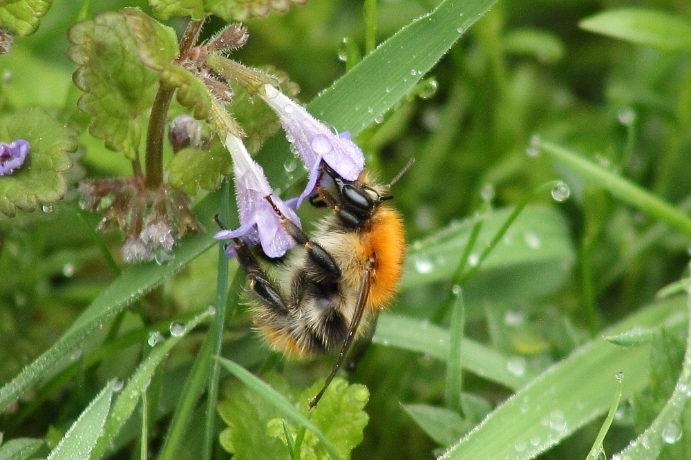 Hummel im Morgentau !