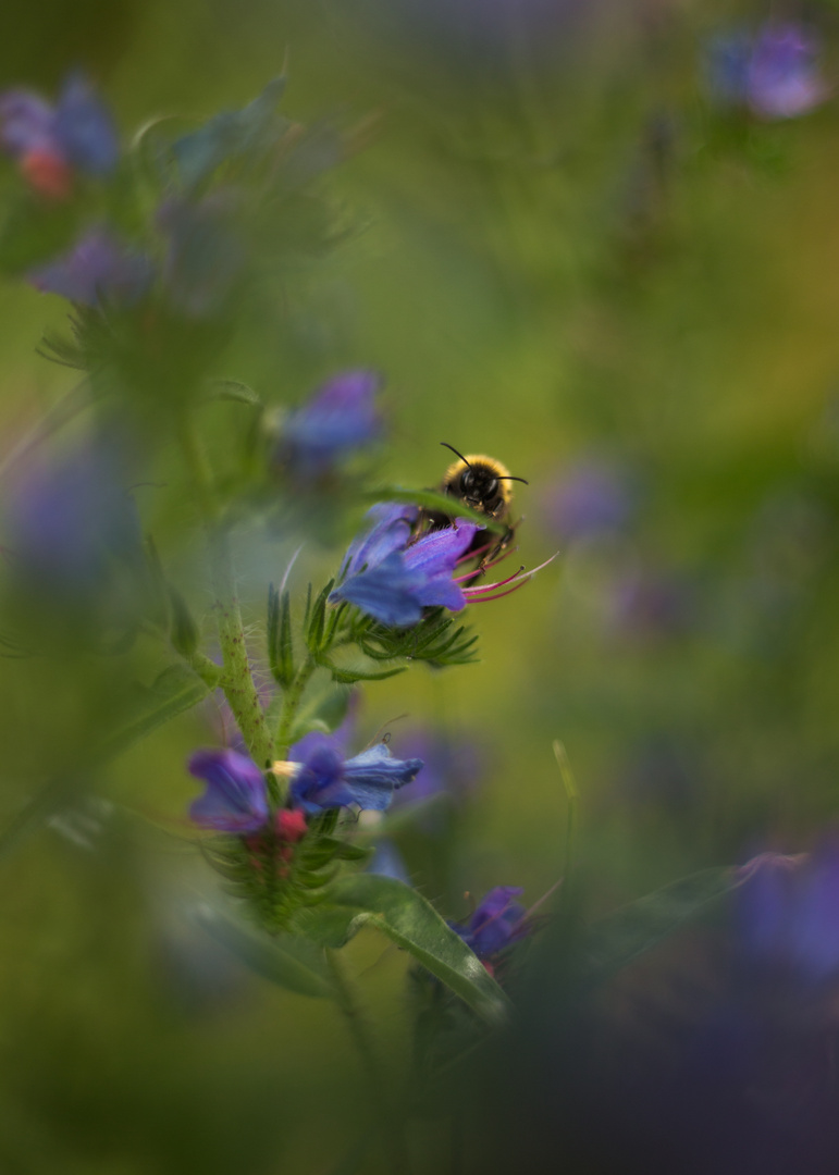 Hummel im Nattenkopf