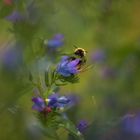 Hummel im Nattenkopf