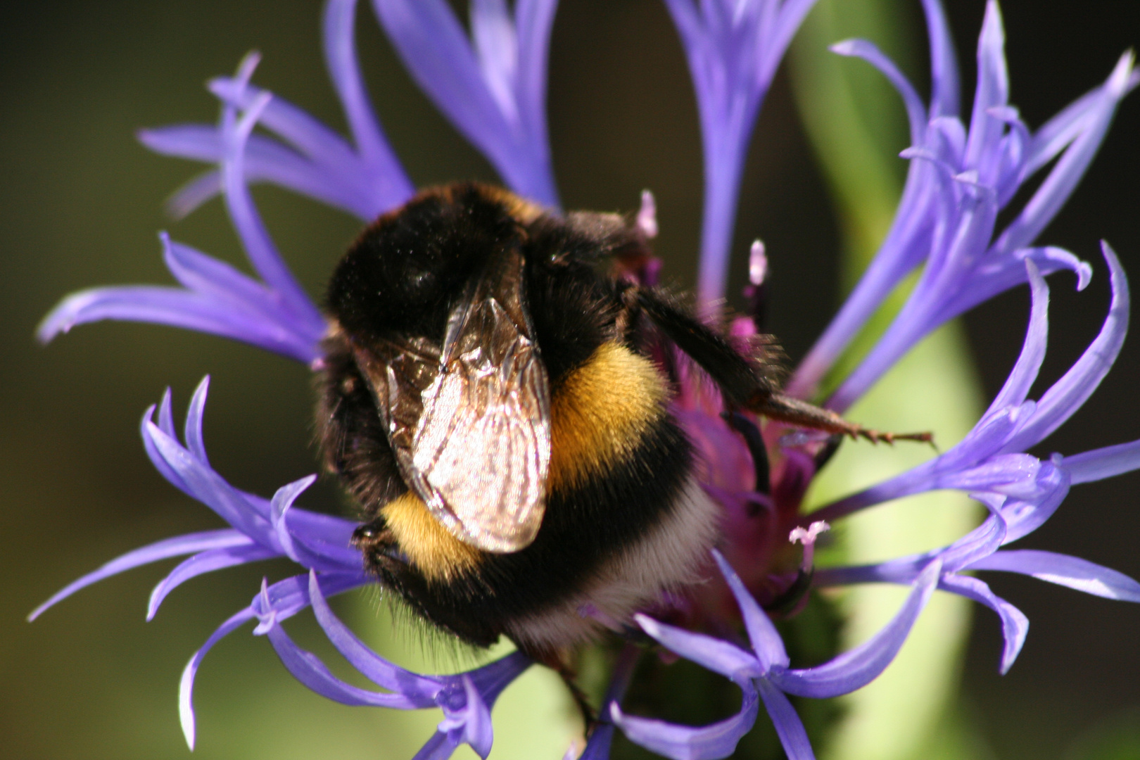 Hummel im natürlichen Rahmen