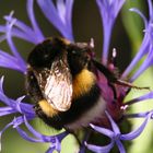 Hummel im natürlichen Rahmen