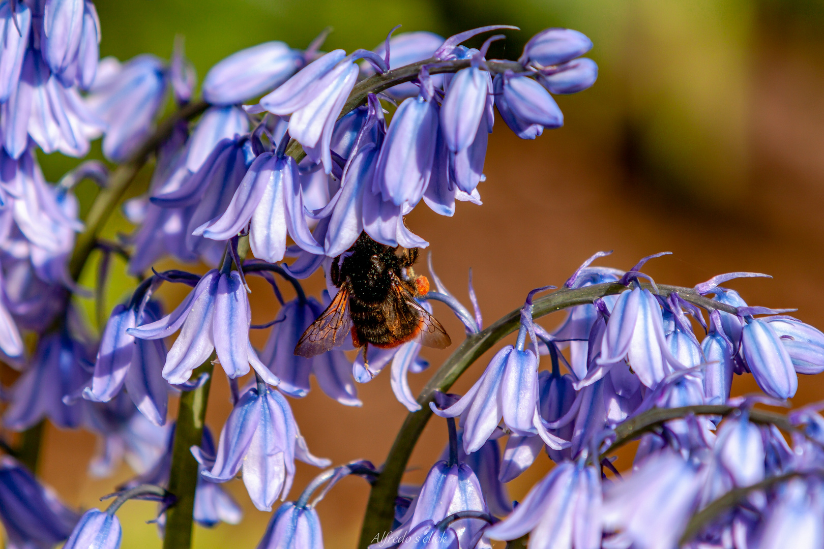 Hummel im Nektarrausch